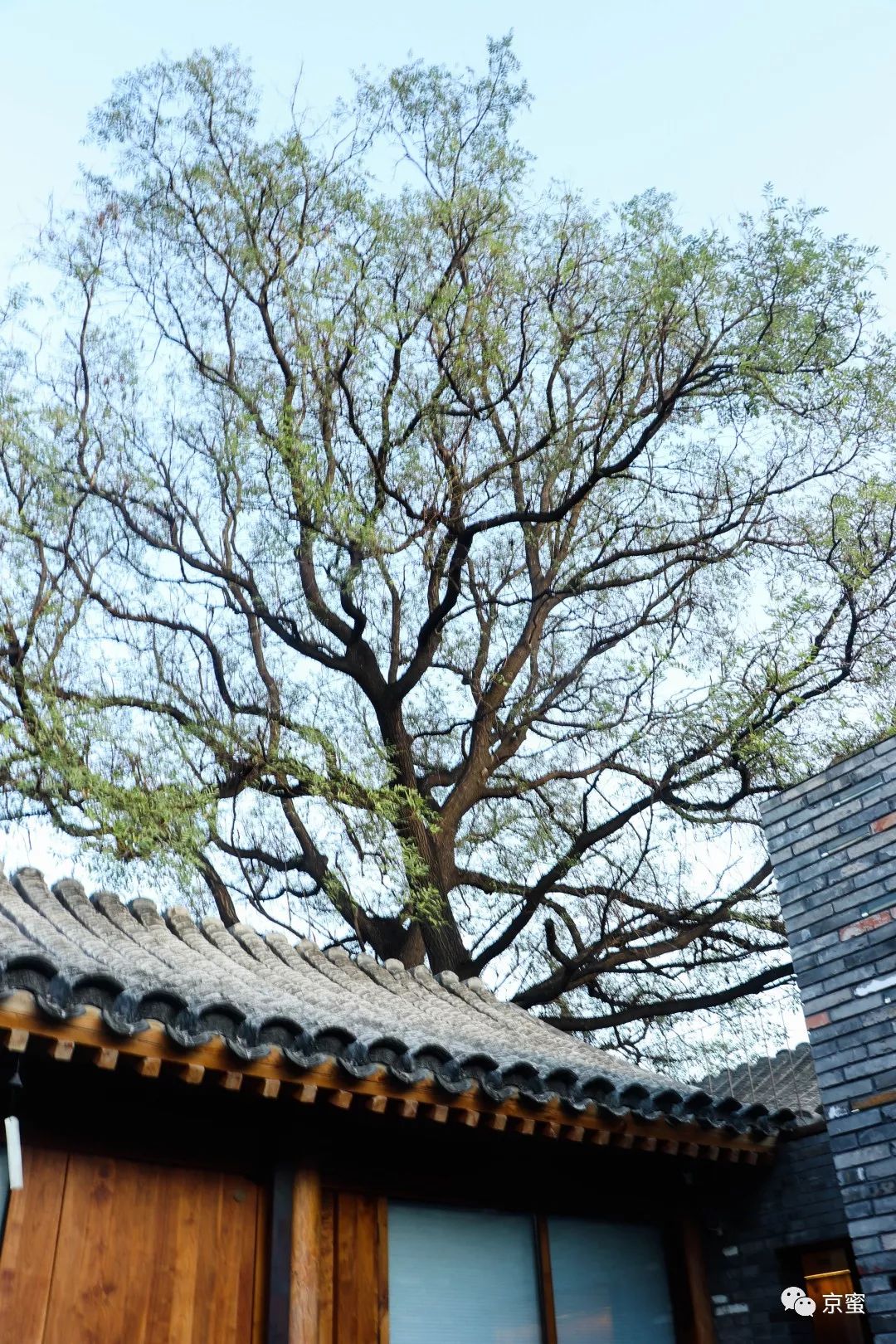 这家隐藏在胡同里的民宿不简单！邓伦都来打卡，你想住吗？,福利