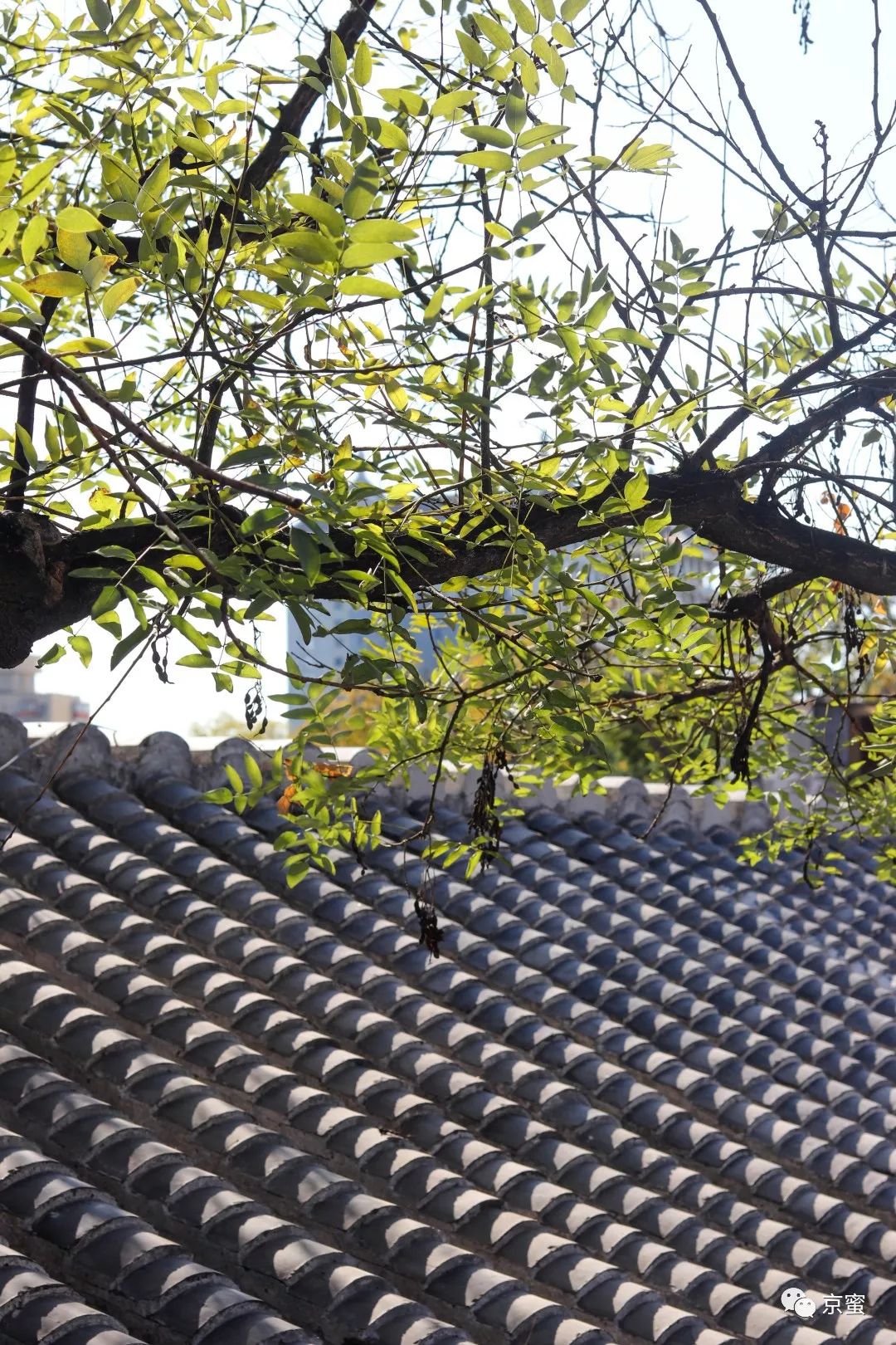 这家隐藏在胡同里的民宿不简单！邓伦都来打卡，你想住吗？,福利