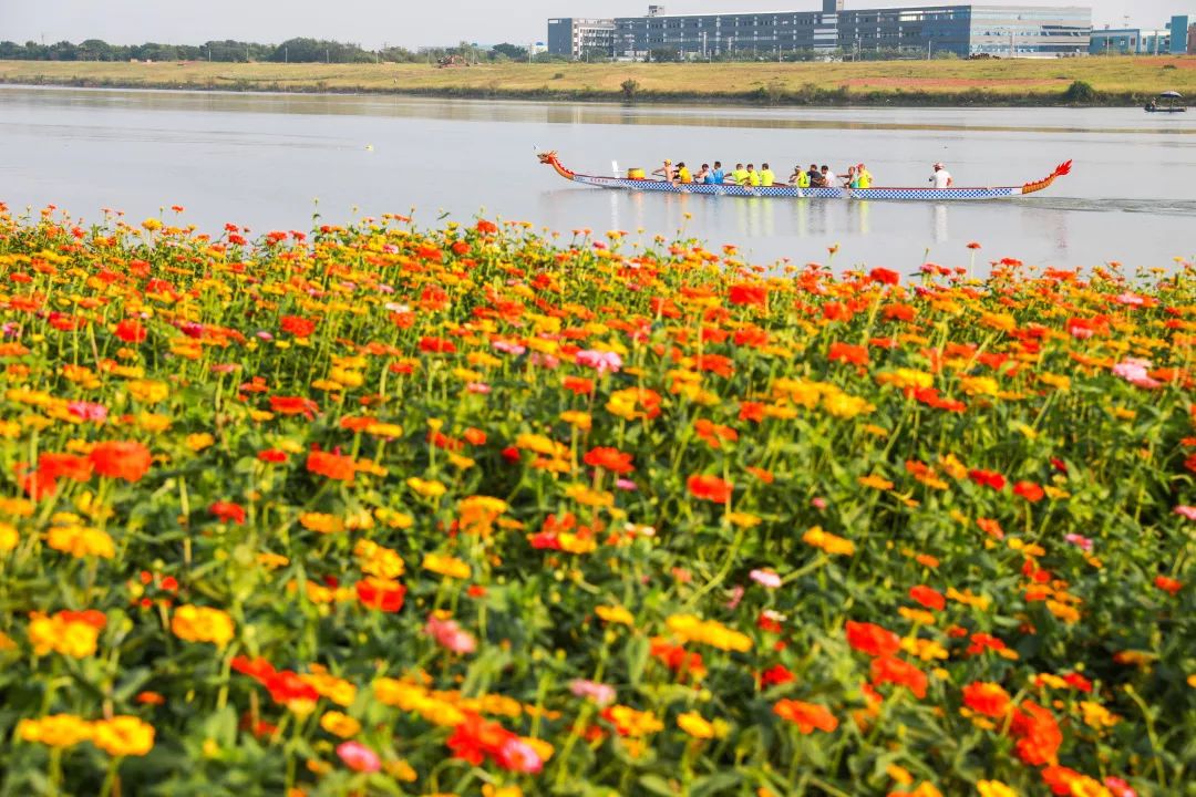 满城尽带黄金甲！在佛山，就能感受秋日童话的浪漫