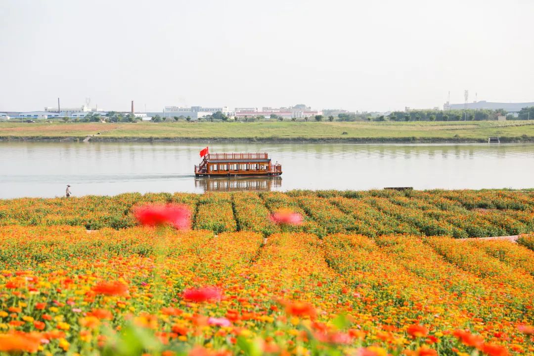 满城尽带黄金甲！在佛山，就能感受秋日童话的浪漫