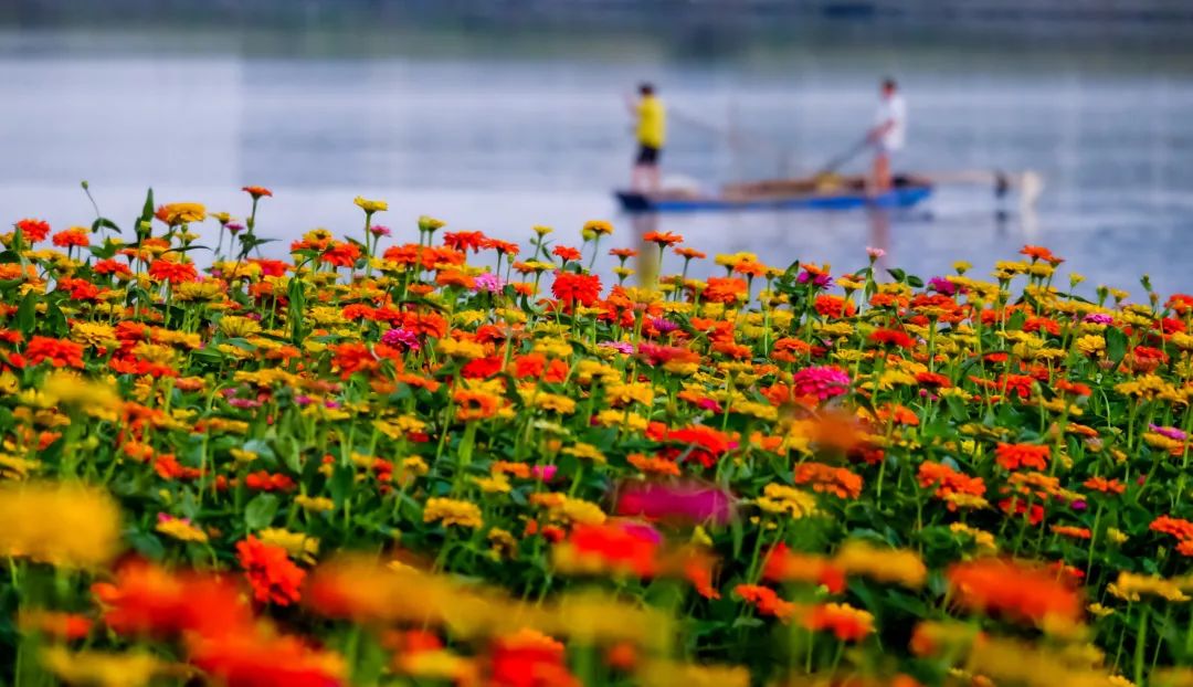 满城尽带黄金甲！在佛山，就能感受秋日童话的浪漫
