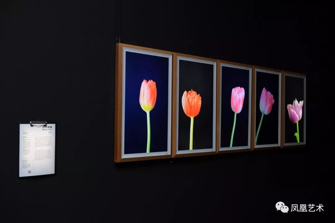 高鹏谈凤凰艺术,凤凰艺术专题