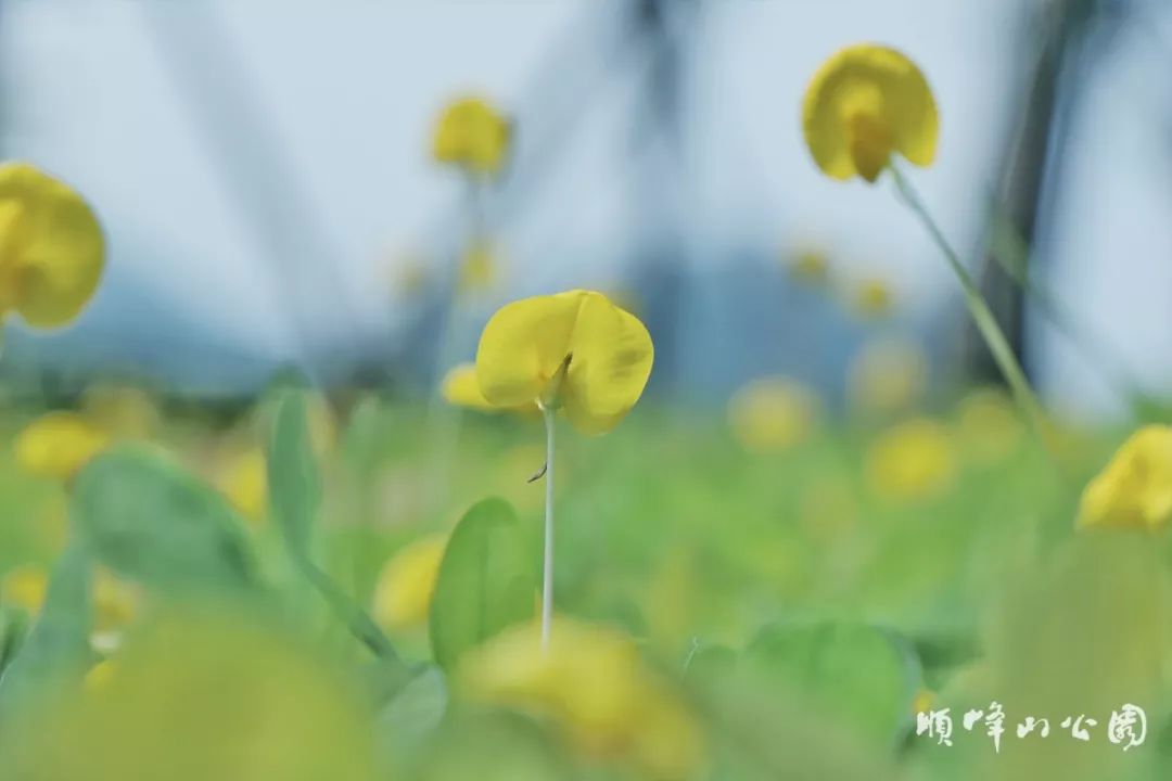满城尽带黄金甲！在佛山，就能感受秋日童话的浪漫