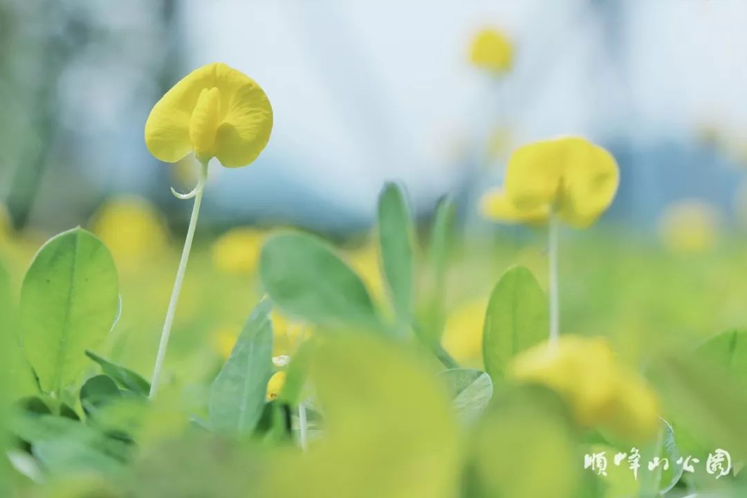 满城尽带黄金甲！在佛山，就能感受秋日童话的浪漫