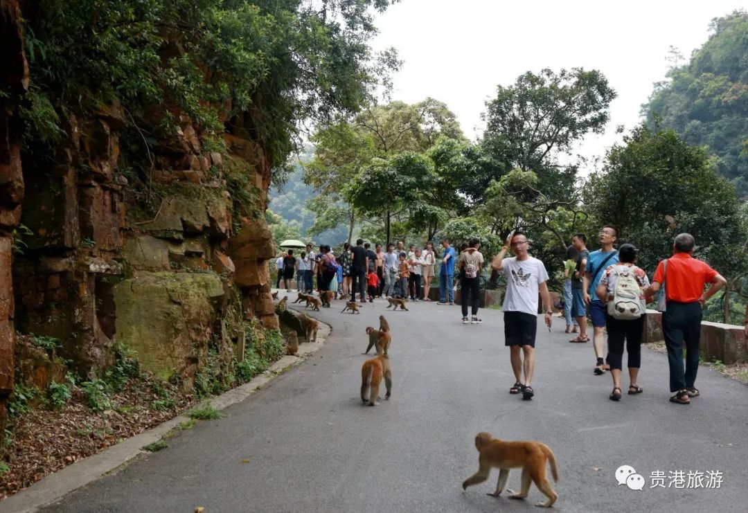 推荐|七彩天梯、野生猕猴、汽车露营……贵港龙潭国家森林公园与你不见不散