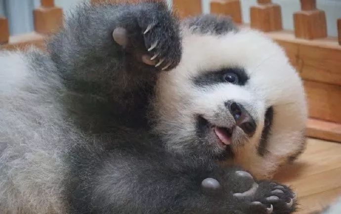 封王之路简介,大熊猫成为国宝的两个原因