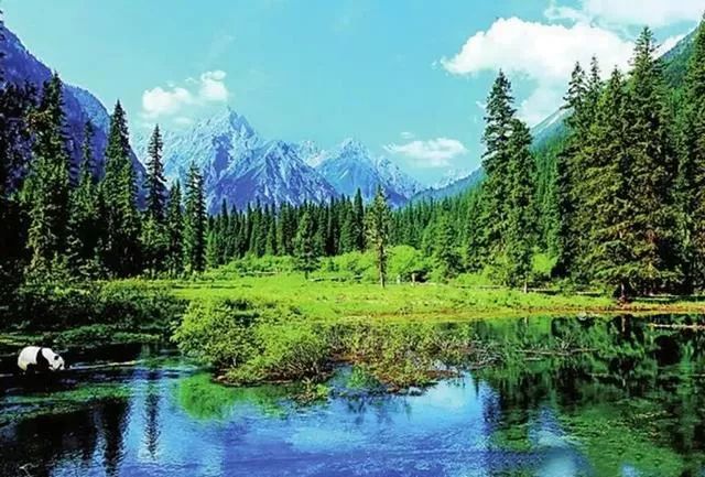 封王之路简介,大熊猫成为国宝的两个原因