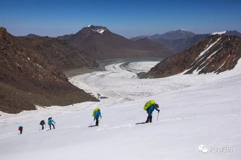 博格达雪莲花简介,雪莲花博格达