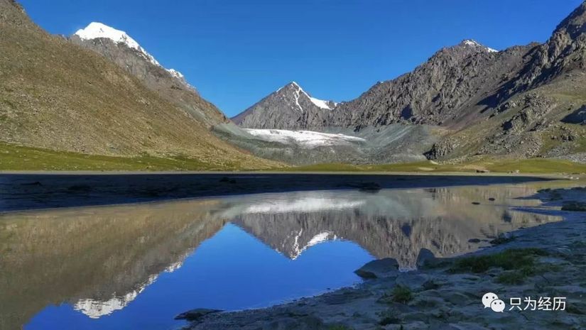 博格达雪莲花简介,雪莲花博格达