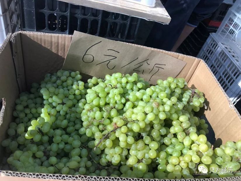 博格达雪莲花简介,雪莲花博格达