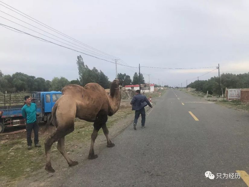 博格达雪莲花简介,雪莲花博格达