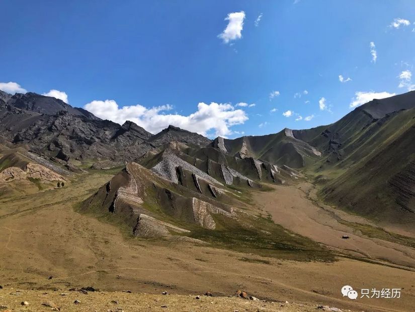 博格达雪莲花简介,雪莲花博格达