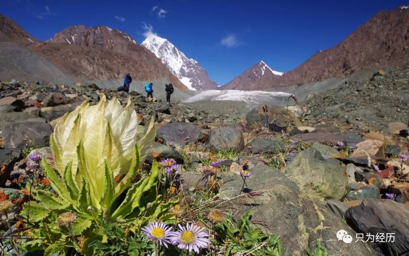 博格达雪莲花简介,雪莲花博格达