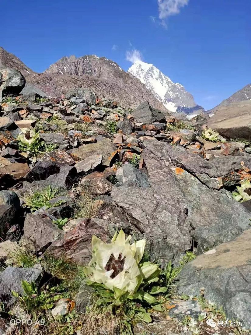 博格达雪莲花简介,雪莲花博格达
