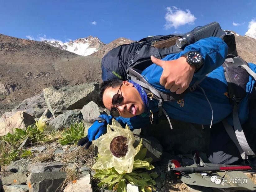 博格达雪莲花简介,雪莲花博格达