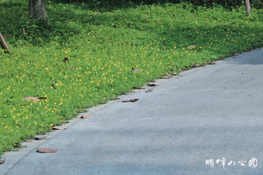 满城尽带黄金甲！在佛山，就能感受秋日童话的浪漫