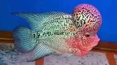 短身罗汉鱼的优缺点,罗汉鱼最佳分析