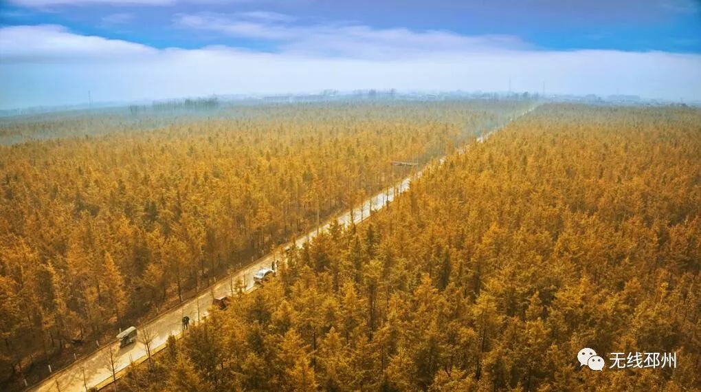 邳州银杏天下第一,邳州赏银杏树叶