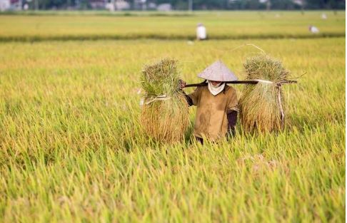 米放着长虫子了怎么办,米放久了有虫子到处飞怎么处理