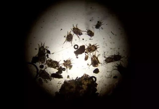 好用的去螨虫喷雾推荐,除螨喷雾排行第一名神器