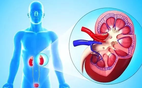 八个伤肾的习惯谨慎尿毒症,导致尿毒症的十大恶习