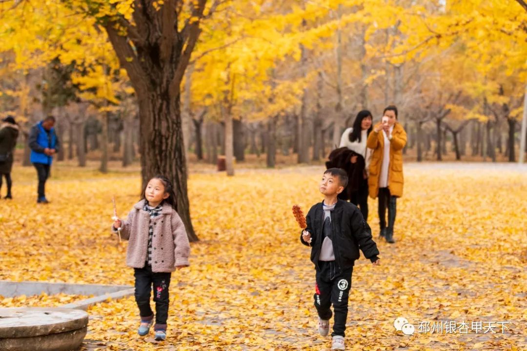 邳州银杏天下第一,邳州赏银杏树叶