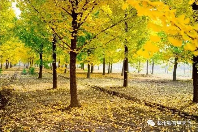 邳州银杏天下第一,邳州赏银杏树叶