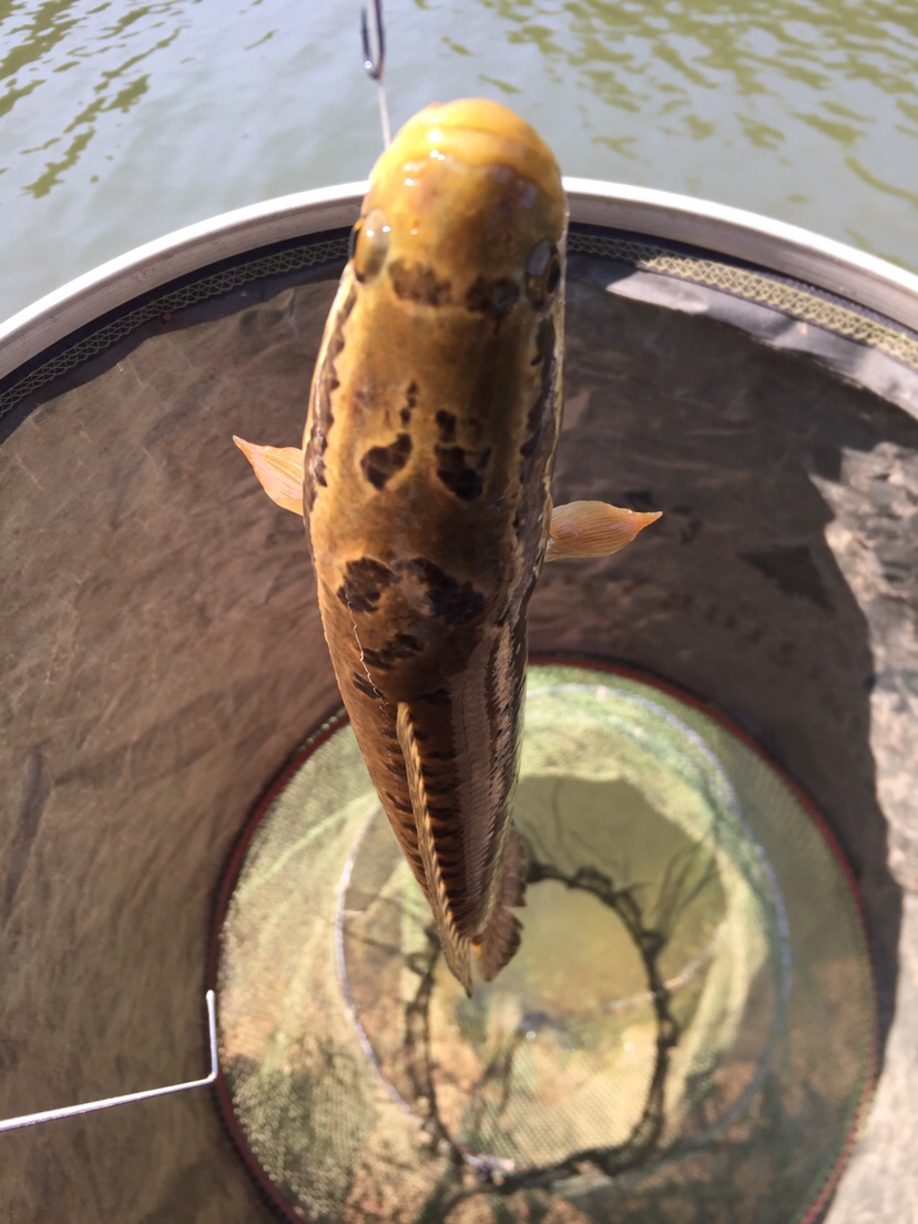 黑鱼吃东西咬得深怎么取钩,捕捉黑鱼最简单方法