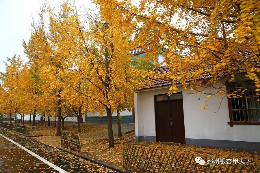 邳州银杏天下第一,邳州赏银杏树叶