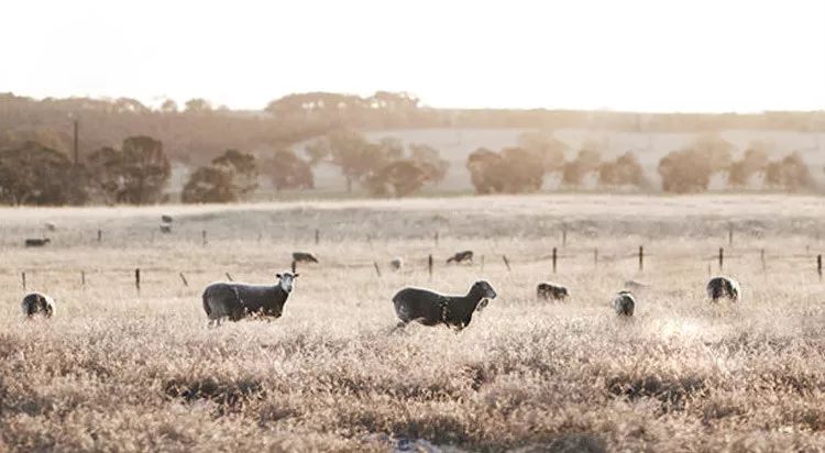 一件顶十件的保暖外套,时尚洋气保暖羊绒衫