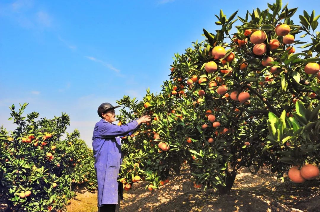 浙江哪里的橘子很有名,浙江最好的橘子