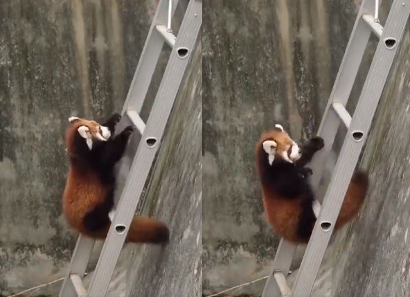 5只小熊猫蹦蹦跳跳,小猫咪爬上楼梯又摔下来