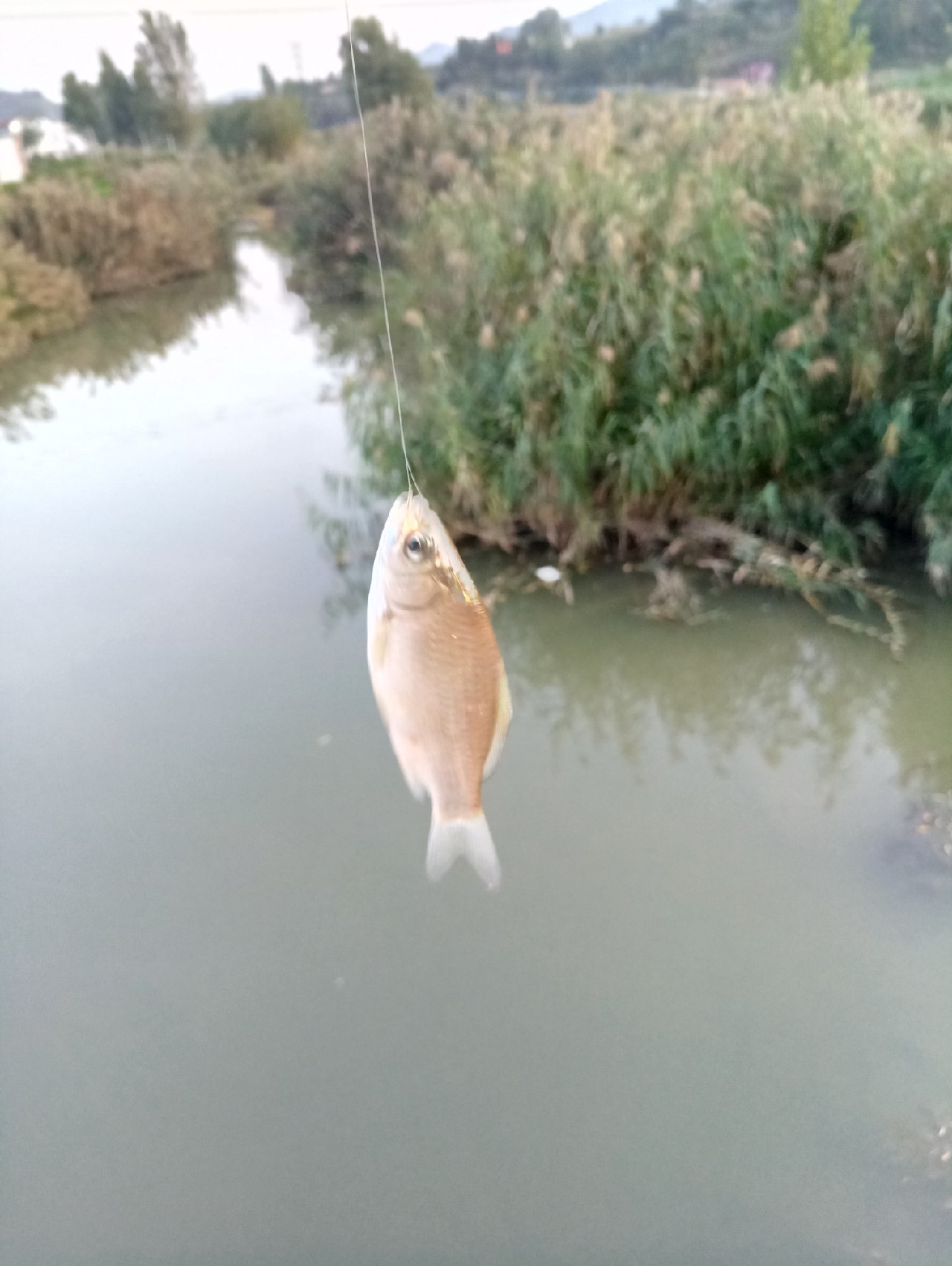 好久没有钓鱼了怎么钓,钓鱼半天没口就怀疑没调好漂