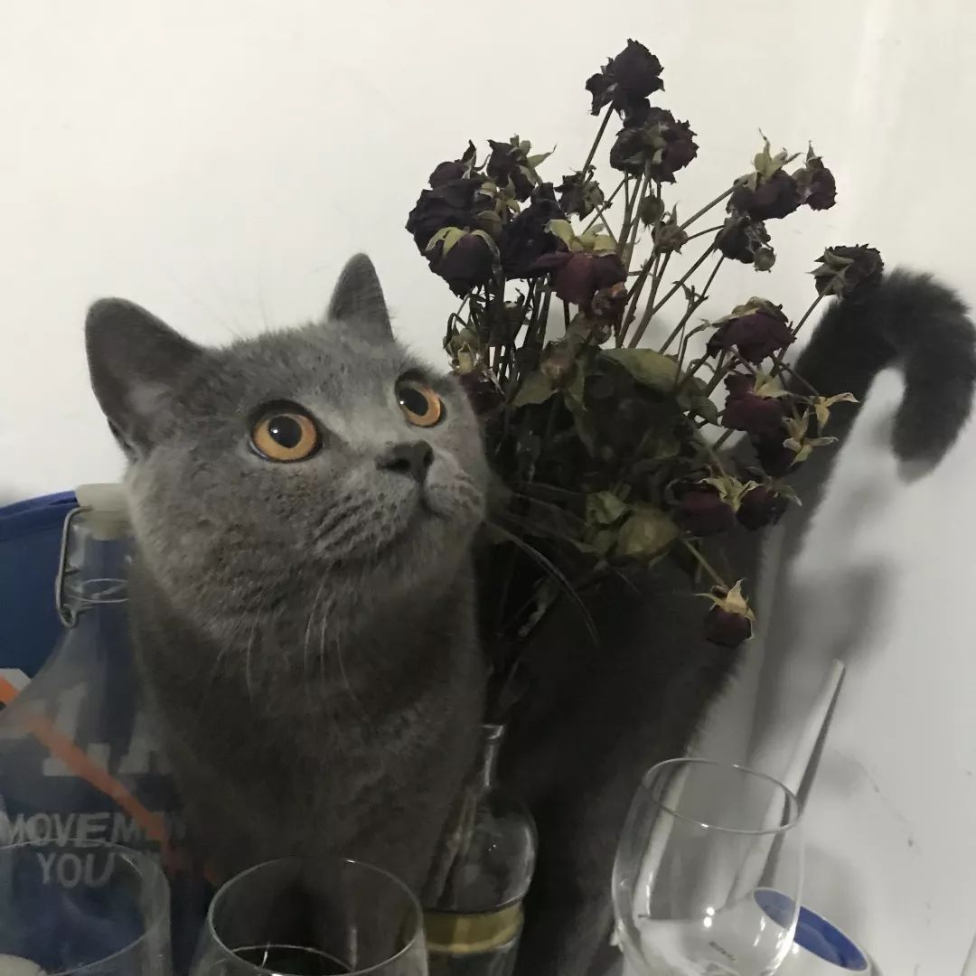 宠物大比拼螃蟹,宠物种类大比拼