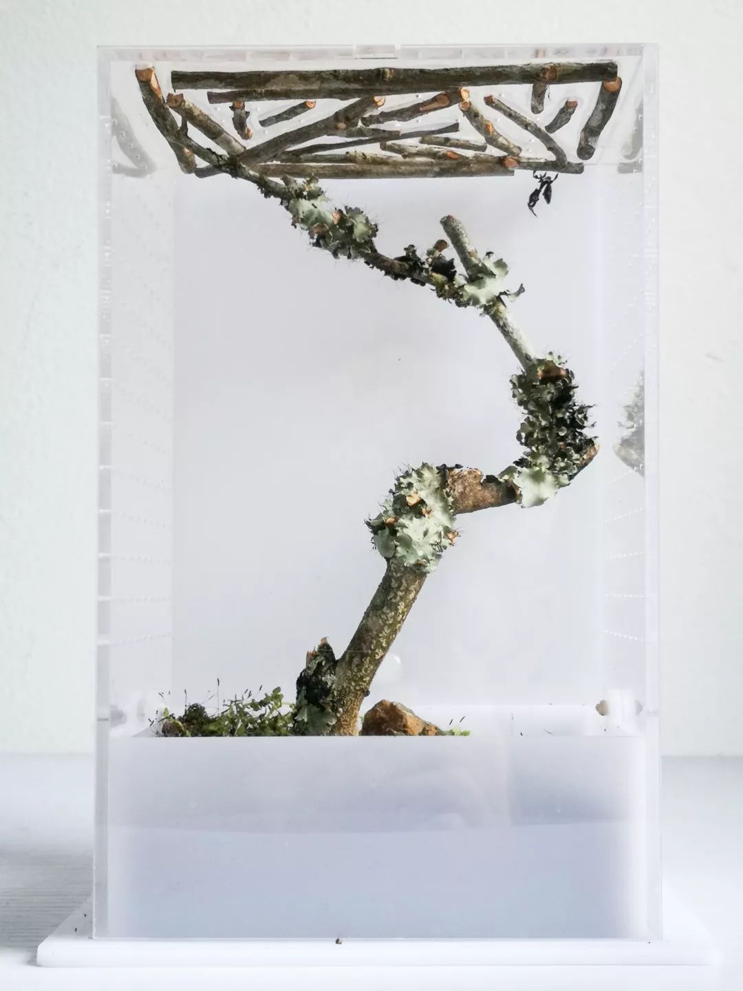 宠物大比拼螃蟹,宠物种类大比拼