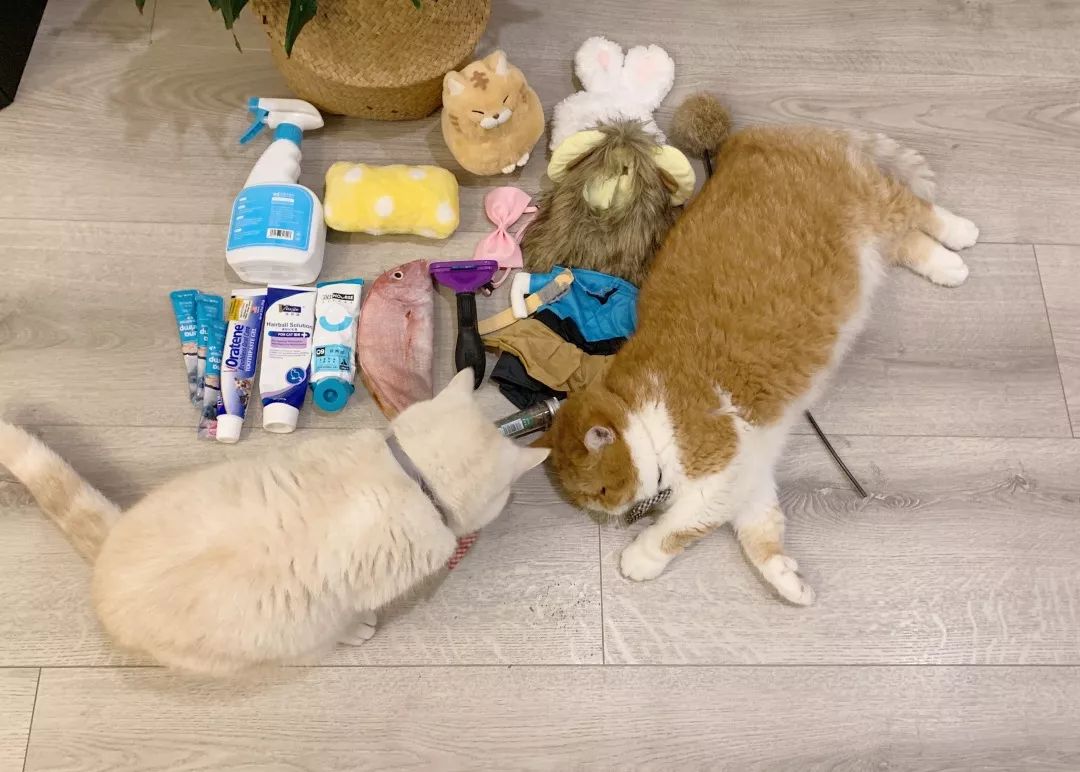 宠物大比拼螃蟹,宠物种类大比拼