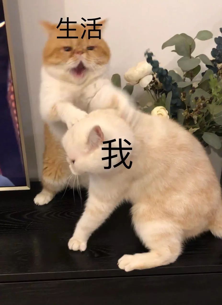 宠物大比拼螃蟹,宠物种类大比拼