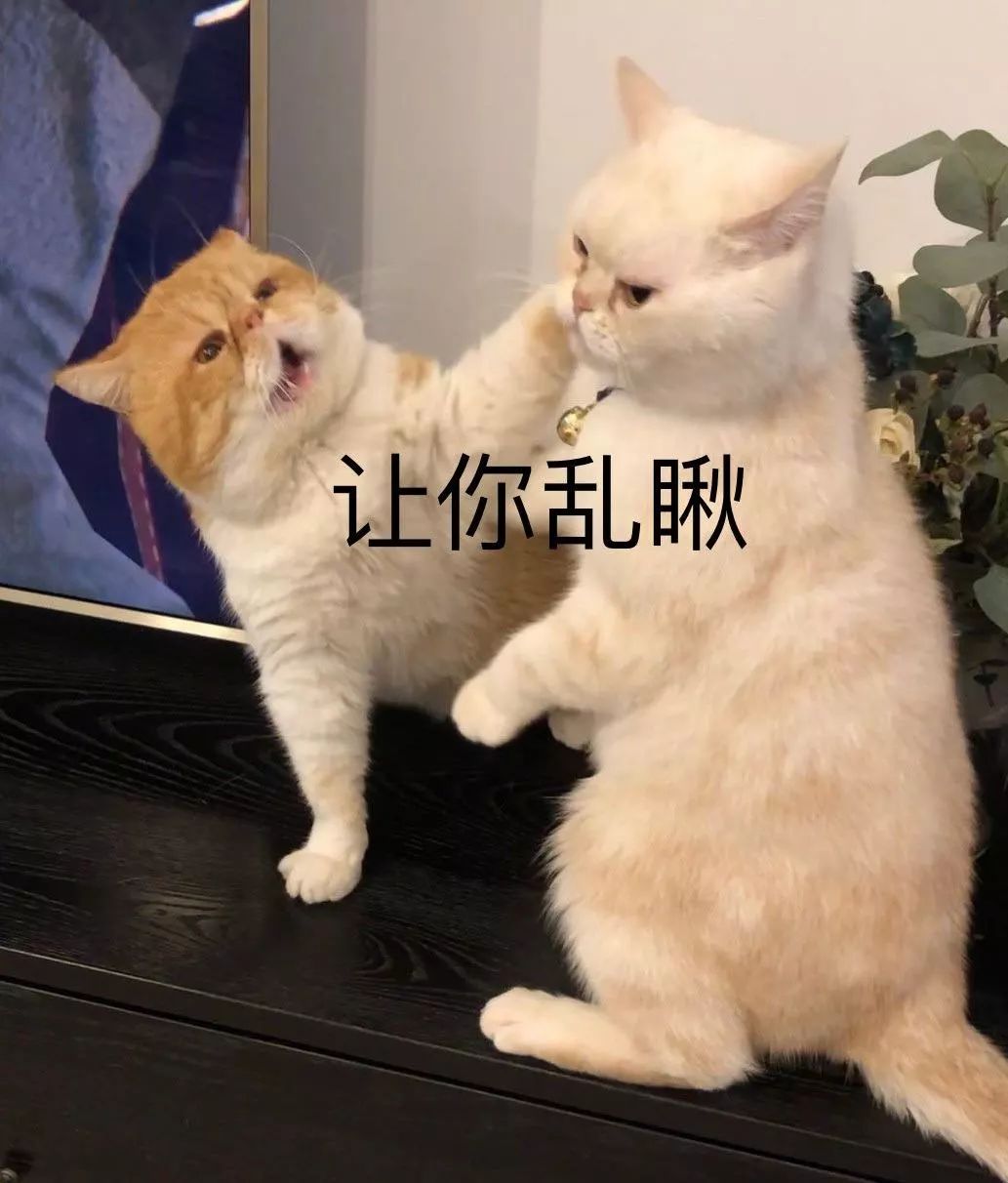 宠物大比拼螃蟹,宠物种类大比拼