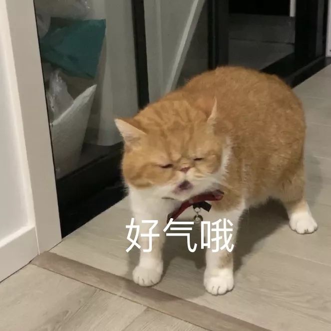 宠物大比拼螃蟹,宠物种类大比拼