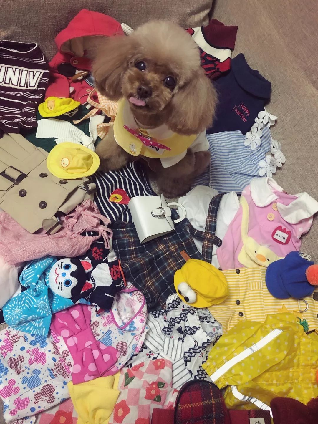 宠物大比拼螃蟹,宠物种类大比拼