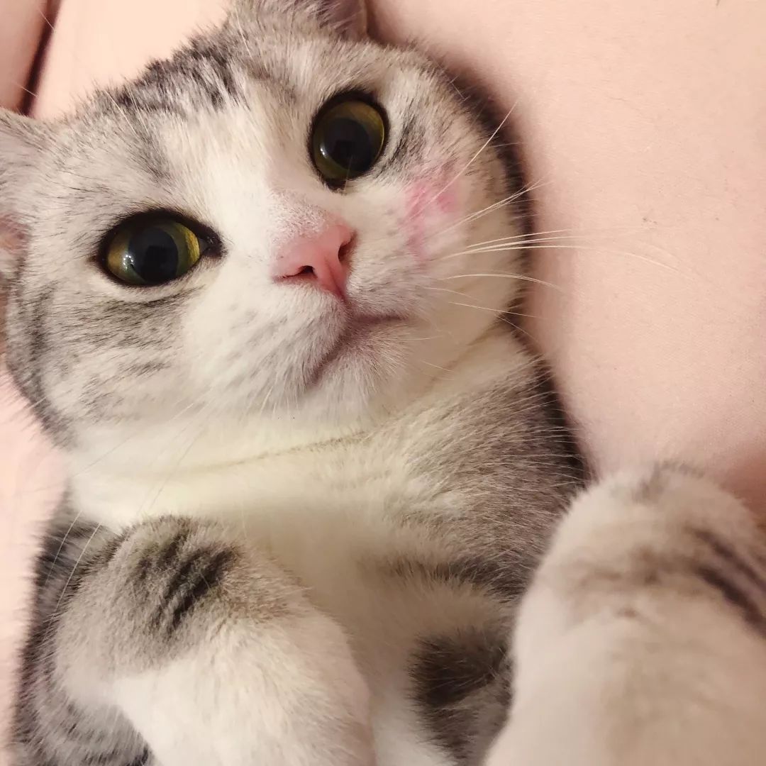 宠物大比拼螃蟹,宠物种类大比拼