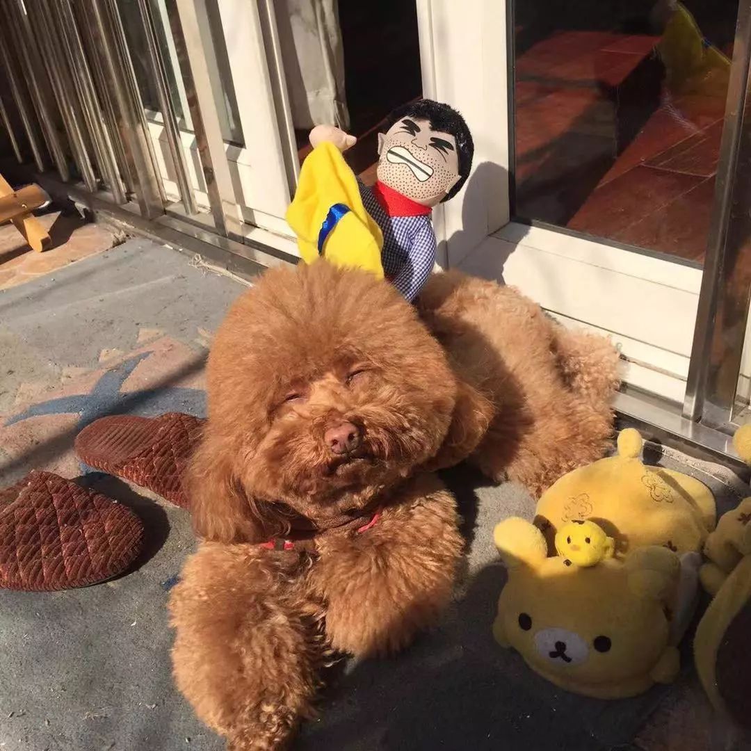 宠物大比拼螃蟹,宠物种类大比拼