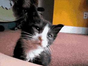 为什么喝了咖啡好困,为什么有人喝了咖啡反倒更困科普