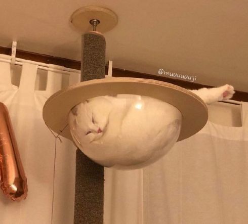 什么猫一看就特别狠,什么猫像假猫