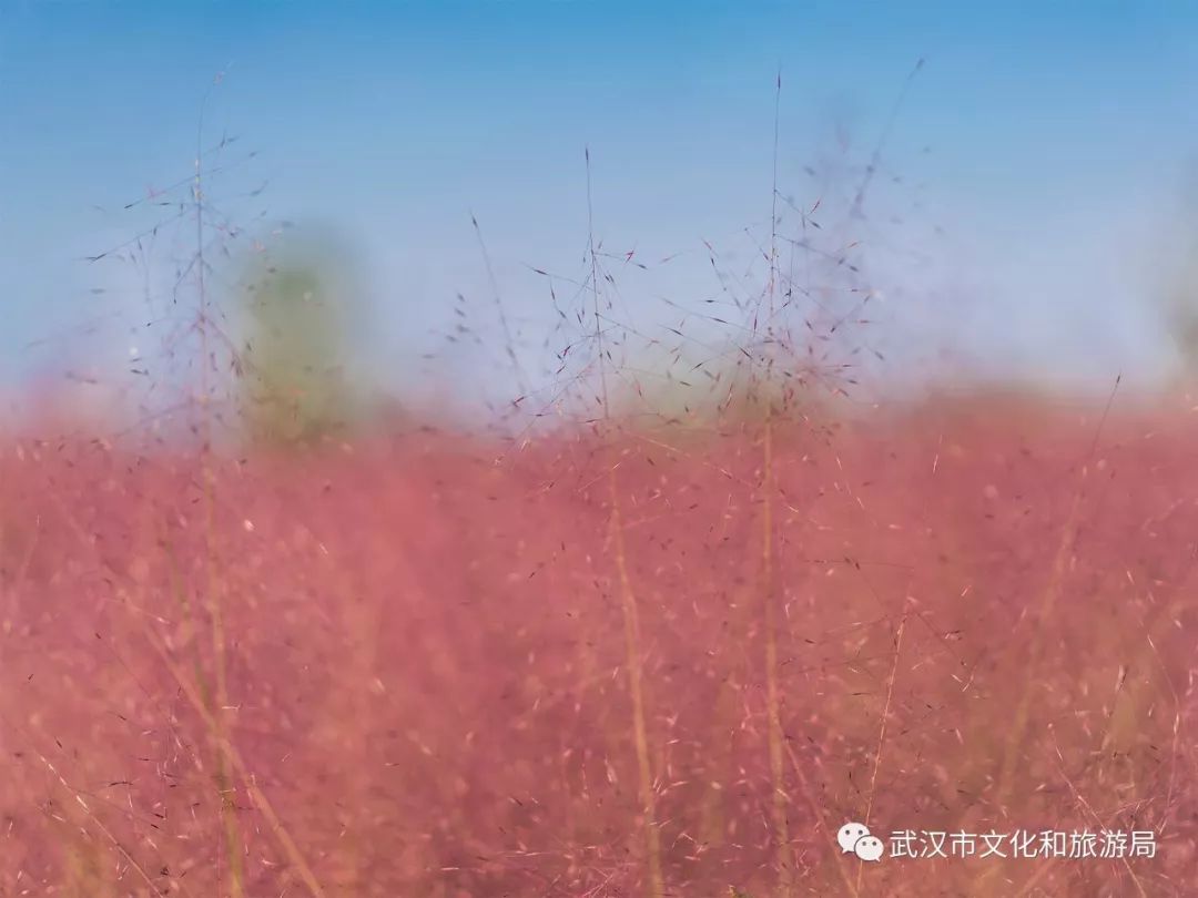 所有女生！江滩“上新”了秋游好去处