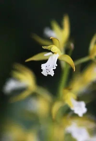 长白山神秘么,长白山有什么自然景象