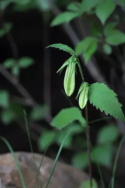 长白山神秘么,长白山有什么自然景象