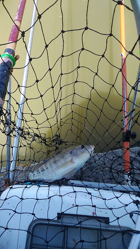 带友渔乐记渔获20斤，钓鱼不能*欢偷**