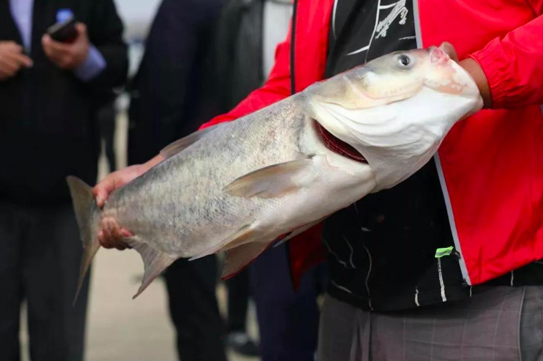 江苏泗洪洪泽湖百万钓鱼大赛,1200人挑战吉尼斯
