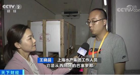 地中海蓝鳍金枪鱼视频,高端海鲜食材蓝鳍金枪鱼